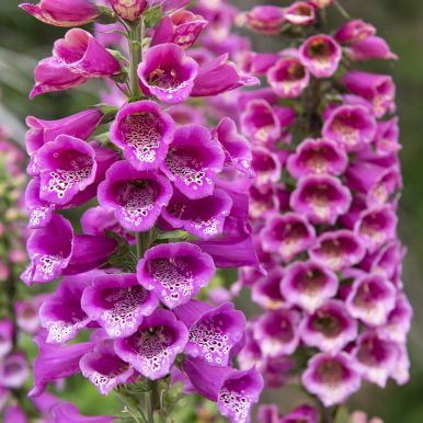 Fingerbølblomst 'Dwarf Red'