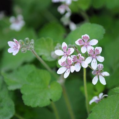 Pelargonie 'Sweetheart'