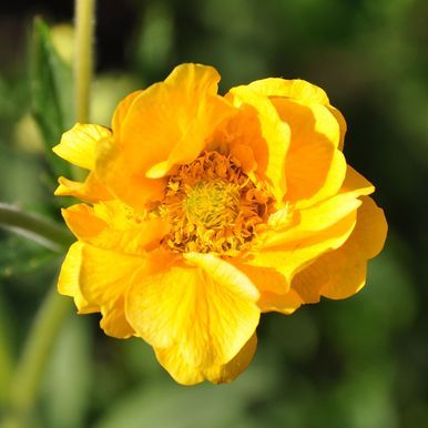 Pragt-Nellikerod 'Lady Stratheden'