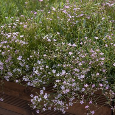 Dværggipsurt 'Rosea'