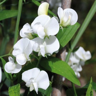 Rosenvial 'White Pearl'