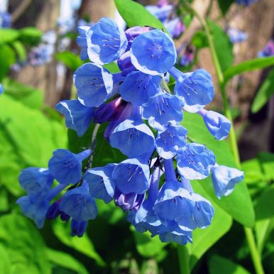 Virginia Bluebells