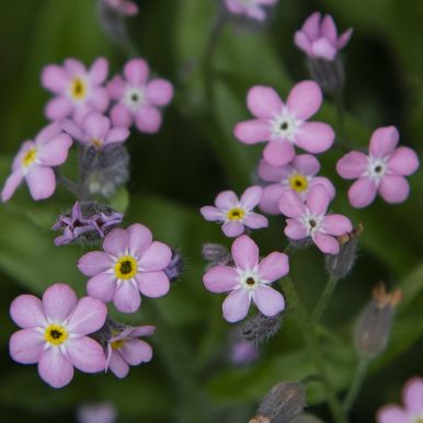 Skovforglemmigej 'Bellamy Pink'