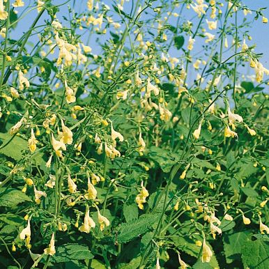 Katteurt Måneskins-nepeta 'Zaskar Dragon'