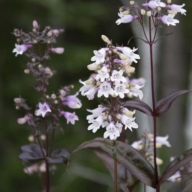 Fingerbølrørblomst 'Mystica'