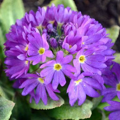 Kugleprimula