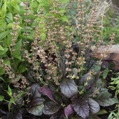 Lyresalvia 'Purple Volcano'