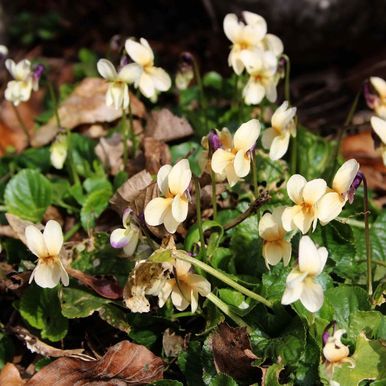 Gul Martsviol 'Sulphurea'