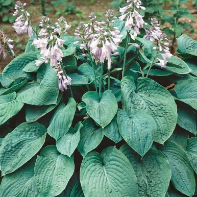 Funkia 'Elegance'