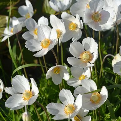 Sommeranemone