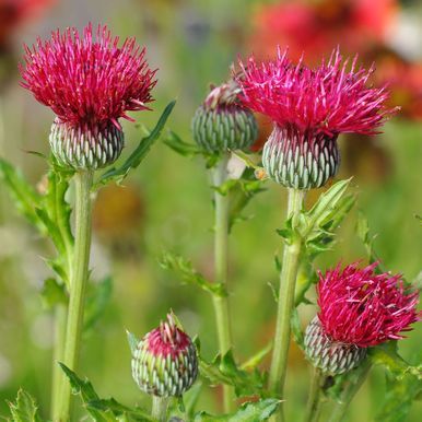 Bladhovedtidsel 'Deep Rose'