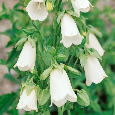 Kaukasisk elfenbensklokkeblomst