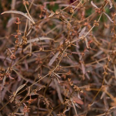 Kobberskræppe 'Twister'