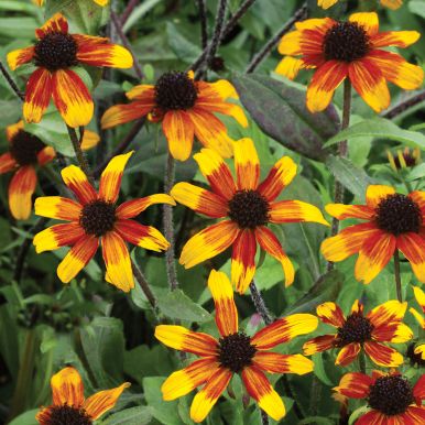 Rudbeckia 'Prairie Glow'