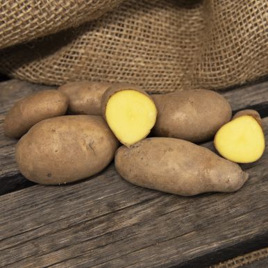Læggekartofler 'Mandel' 1 kg