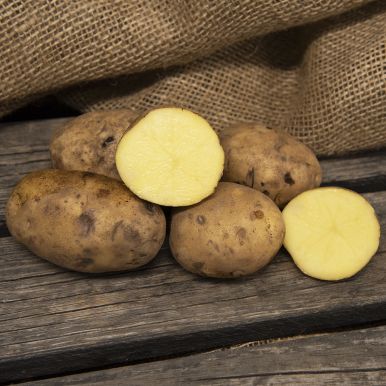 Læggekartofler 'Maria' 1 kg