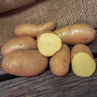 Læggekartofler 'Juliette' 1 kg