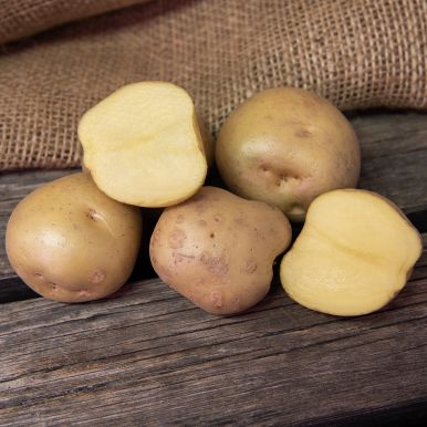 Læggekartofler 'Timo' 1 kg