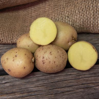 Læggekartofler 'Swift' 1 kg