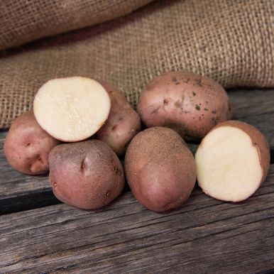 Læggekartofler 'Early Rose' 1 kg