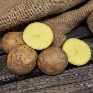 Læggekartofler 'Solist' 1 kg