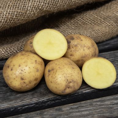 Læggekartofler 'Dior' 1 kg