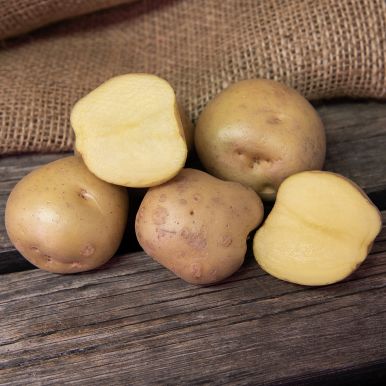Læggekartofler 'Timo' 3 kg