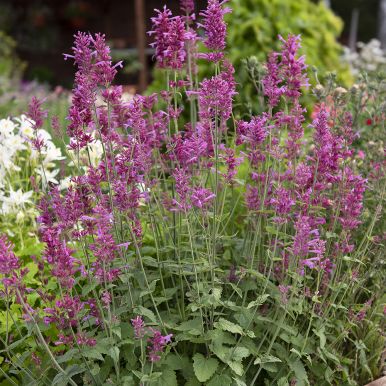 Lilla Indianermynte 'Heather Queen'