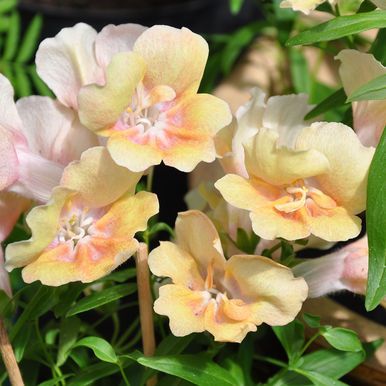 Løvemund F1 'Twinny Peach'