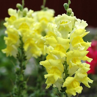 Løvemund F1 'Rocket Lemon Yellow'