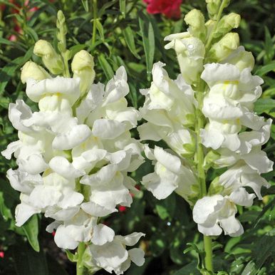 Løvemund F1 'Rocket White'