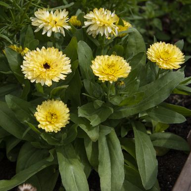 Morgenfrue 'Costa Light Yellow'