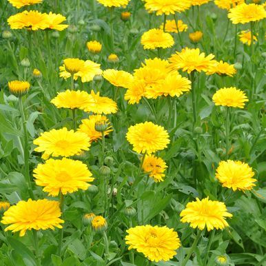 Morgenfrue 'Yellow Colossal'