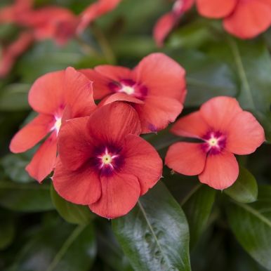 Catharanthus 'Tattoo Tangerine'