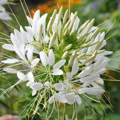 Edderkopplante 'White Queen'