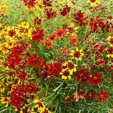 Skønhedsøje 'Radiata'