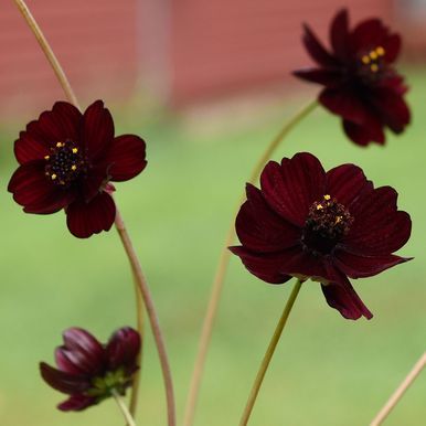 Chokoladeblomst 'Black Magic'