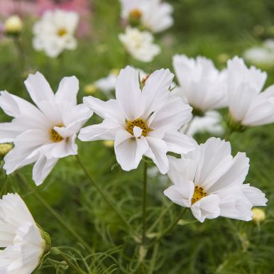 Stolt kavaler 'Hummingbird White'