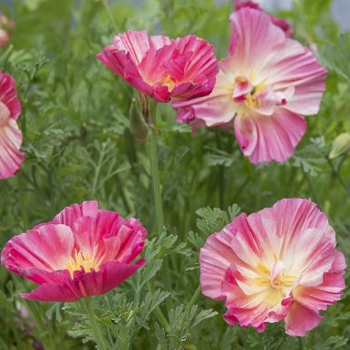 Californisk Guldvalmue 'Thai Silk Rose Chiffon'