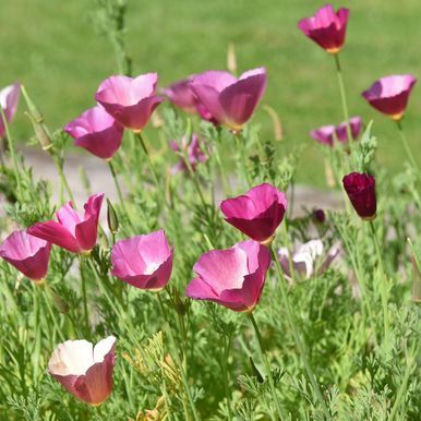 Californisk Guldvalmue 'Purple Gleam'