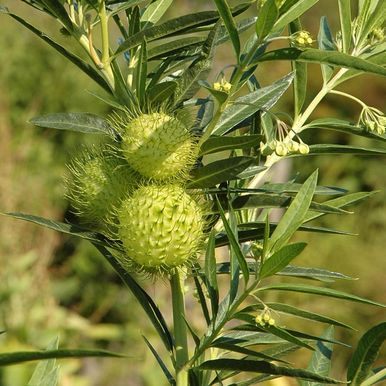Ballon-Silkeplante 'Hairy Balls'