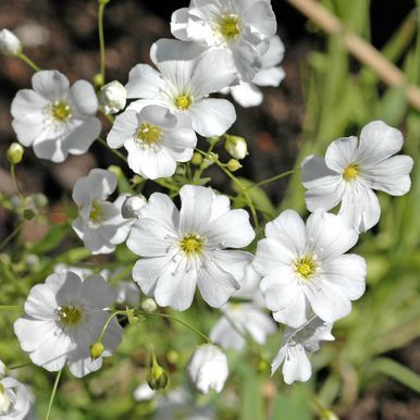 Brudeslør 'Covent Garden'