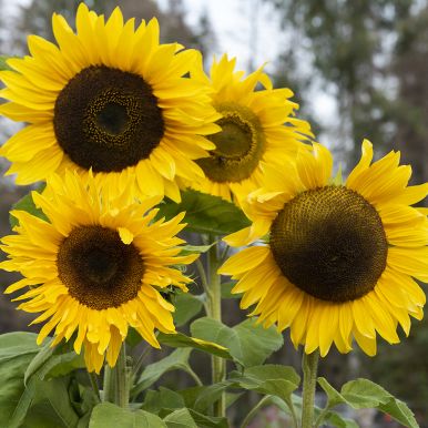 Kæmpe Solsikke 'Giganteus'