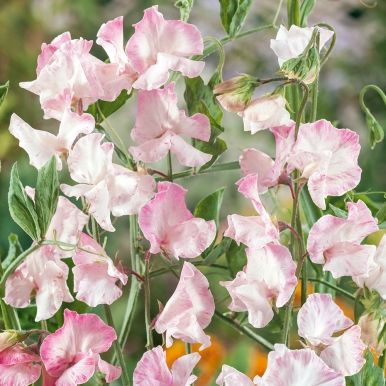 Ærteblomst 'Spencer Anniversary'