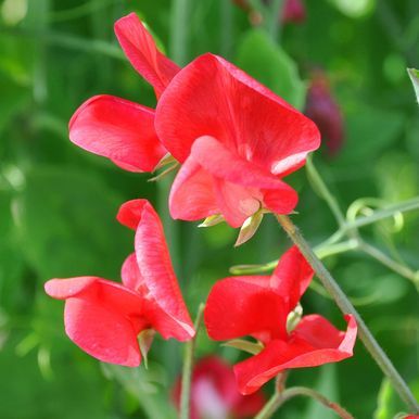 Ærteblomst 'Queen Alexandria'