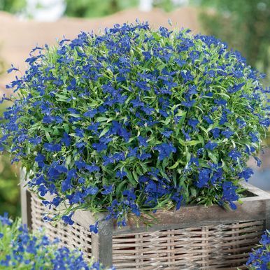 Kantlobelia 'Kejser Wilhelm'