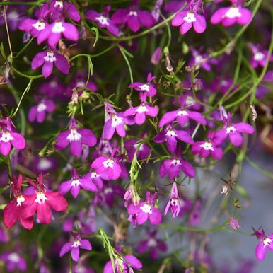 Hængelobelia 'Cascade Red'