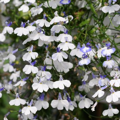 Hængelobelia 'Regatta Blue Splash'