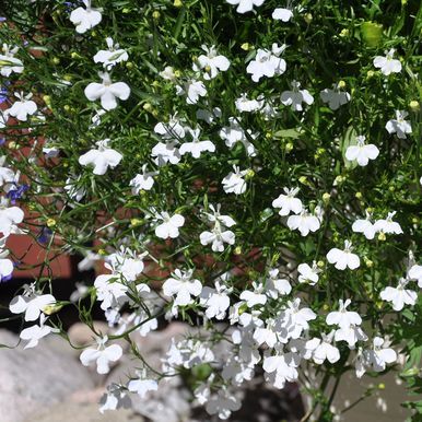 Hængelobelia 'Cascade White'