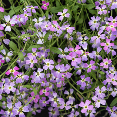 Strandlevkøj 'Spring Sparkle'